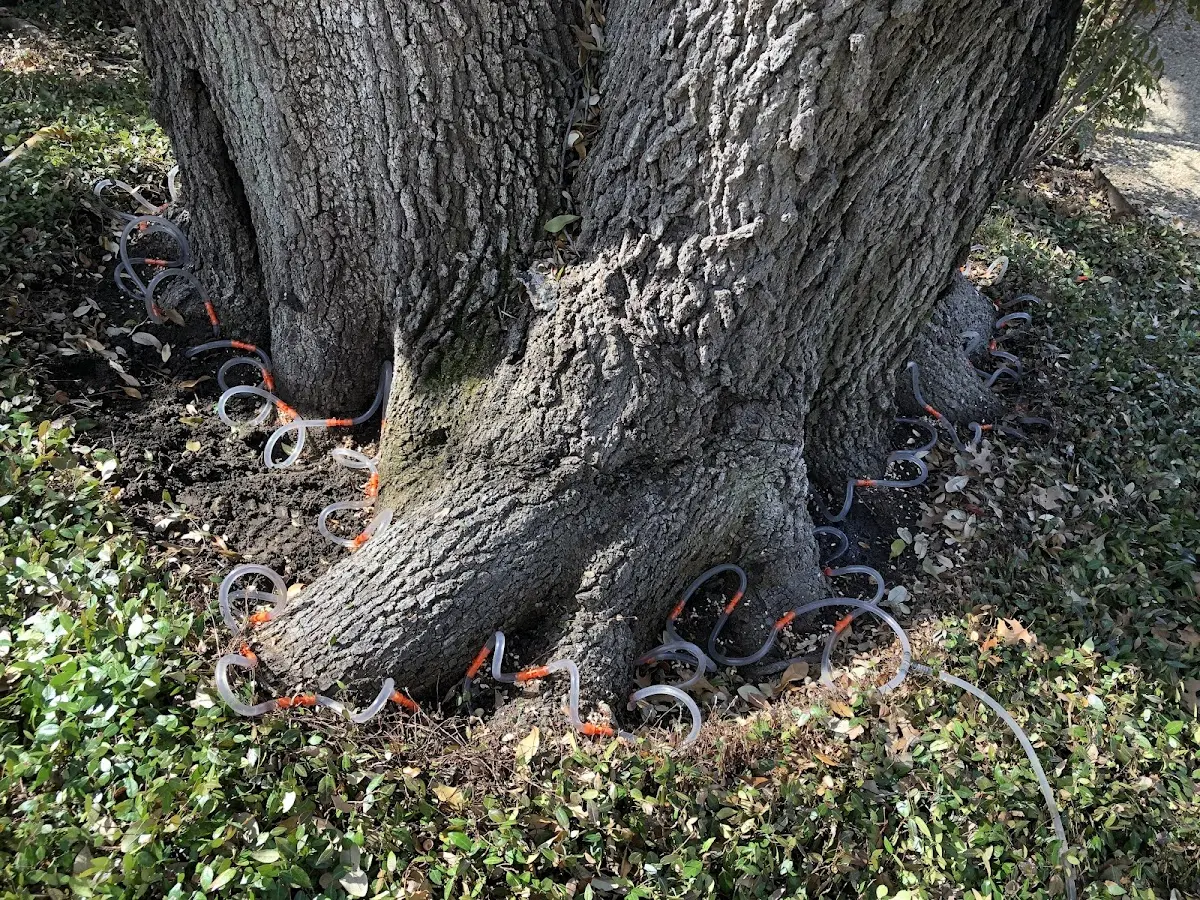 Detailed Tree Cabling and Bracing job site in Nashua
