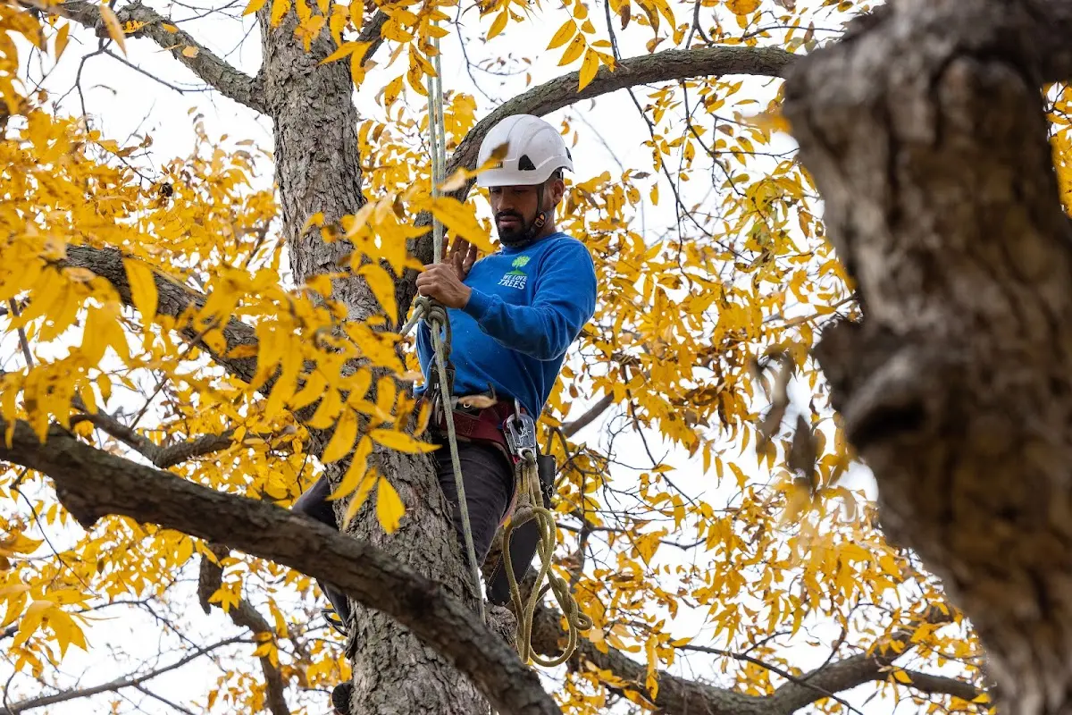Skilled Tree Pruning crew working in Nashua
